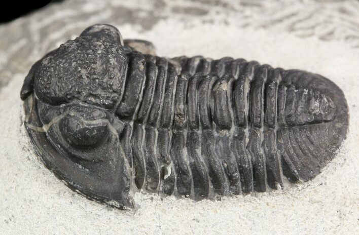 Gerastos Trilobite Fossil - Morocco #52117
